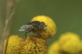 Detailed closeup on the small spotty-eyed dronefly, Eristalinus sepulchralis on a yellow Tansy flower Royalty Free Stock Photo