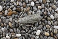 Detailed closeup on the small Tobacco Moth, Ephestia elutella on chia seeds.