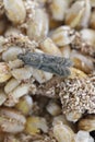 Detailed closeup on the small Tobacco Moth, Ephestia elutella.