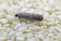 Small Tobacco Moth, Ephestia elutella - a common food pest on sesame seeds.