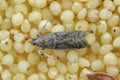 Detailed closeup on the small Tobacco Moth, Ephestia elutella.