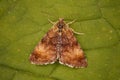 Closeup on a somewhat worn Small Yellow Underwing owlet moth, Panemeria tenebrata sitting on a green leaf