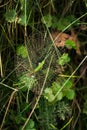 Detailed closeup of a spider web among weeds and grass