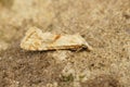 Closeup on the straw conch micro moth, Cochylimorpha straminea, sitting on a stone Royalty Free Stock Photo