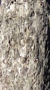 Closeup of a Sycamore Tree Trunk