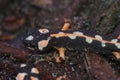 Closeup on a terrestrial juvenile of the critically endangered Lorestan newt, Neurergus kaiseri Royalty Free Stock Photo