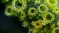 Detailed closeup of a tiny brightly colored algae species known to cause harmful algal blooms and discoloration in water