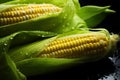 Closeup view of fresh corn