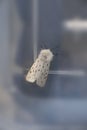 Detailed closeup on the white ermine tussock moth