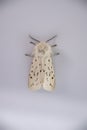 Detailed closeup on the white ermine tussock moth