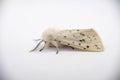 Detailed closeup on the white ermine tussock moth