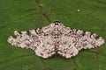 Detailed closeup on the white form of the Peppered geometer moth, Biston betularia, with spread wings on a green leaf