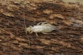 Detailed closeup on a white fresh moulted European common earwig, Forficula auricularia, sitting on wood Royalty Free Stock Photo