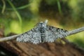 Closeup on the white version of the Peppered moth, Biston betularia