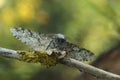 Closeup on the white version of the Peppered moth, Biston betularia