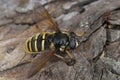 Detailed closeup on a Yellow barred Peat hoverfly, Sericomyia silentis sitting on wood