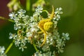 Close up of a yellow crab spider on a white flower Royalty Free Stock Photo