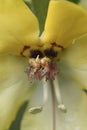 Detailed closeup on the yellow flower of the black or dark mullein, Verbascum nigrum