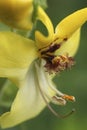 Detailed closeup on the yellow flower of the black or dark mullein, Verbascum nigrum