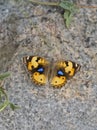 Yellow pancy butterfly Royalty Free Stock Photo