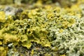 Closeup on a yellow scale or maritime sunburst lichen, Xanthoria parietana Royalty Free Stock Photo