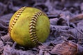 Closeup of a used, yellow softball resting on frost covered leaves. Royalty Free Stock Photo