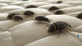 Closeup of bed bugs on a light mattress, showcasing intricate details and unique patterns against a clean backdrop Royalty Free Stock Photo