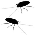 Detailed cockroach silhouette. Isometric view. Cockroach isolated on white background. Vector illustration