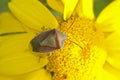 Detailed Colorful closeup on the Gorse shieldbug, Piezodorus lituratus sitting on yellow flower Royalty Free Stock Photo