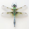 Lifelike Dragonfly Sculpture on White