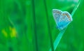 Detailed colorful small butterfly on the meadow. Graceful cute m Royalty Free Stock Photo