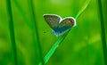 Detailed colorful small butterfly on the meadow. Graceful cute m Royalty Free Stock Photo