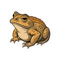 Detailed Common Toad: Nature and Wildlife Illustration Royalty Free Stock Photo