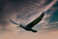A Detailed Cormorant In Flight With Spread Wings. Against A Blue, Green And Orange Dramatic Sky With Clouds. Copy Space