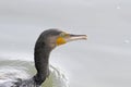 Detailed cormorant portrait