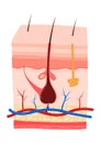 Detailed cross-section of human skin showcasing hair follicles, sweat gland, and blood vessels. Educational diagram for