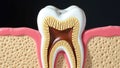 Detailed Cross-Section of Human Tooth Showing Root, Pulp, and Surrounding Bone Royalty Free Stock Photo