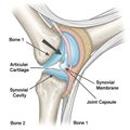 Labeled Diagram of a Synovial Joint Anatomy joint capsule Royalty Free Stock Photo