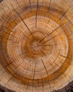 Detailed cross-section of a tree trunk Royalty Free Stock Photo