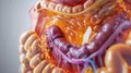 Detailed cross-sectional illustration of human stomach and digestive system, focusing on gastric folds