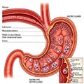 Cross- Sectional Diagram of the Human Stomach Anatomy Royalty Free Stock Photo
