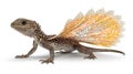 detailed 3D frilled lizard with vibrant textures and dramatic frills Royalty Free Stock Photo