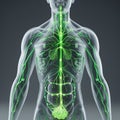 Human Lymphatic System Anatomy Royalty Free Stock Photo