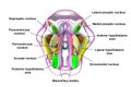 Hypothalamic nuclei, 3D illustration