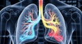 Anatomical Illustration of Human Lungs and Respiratory System Royalty Free Stock Photo