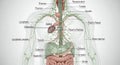 Lymphatic System and Major Organs in Anatomical 3D Medical Visualization on Clean White Background Explaining Human Anatomy Royalty Free Stock Photo