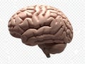 Detailed 3d model of a human brain highlighting cortical structures Royalty Free Stock Photo