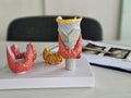 Detailed 3D models of the human thyroid gland displayed on a table near medical charts concept Royalty Free Stock Photo