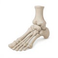 Detailed 3D Render of a Human Foot Skeleton Bone Structure on White Background Royalty Free Stock Photo