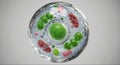 Detailed 3d render of a plant cell with nucleus, chloroplasts, and mitochondria Royalty Free Stock Photo